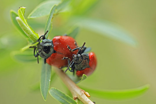 Insectes col&eacute;opt&egrave;res rouge et noir en acte de reproduction sur la tige d'un peuplier au printemps.