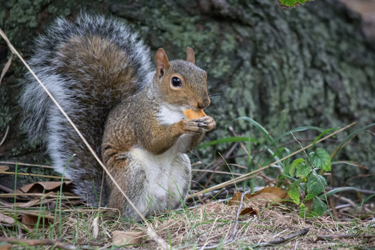 Cute squirrel eating peanut or cracker, very close up photo