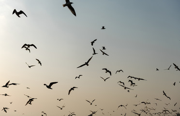Flying Seagulls near Mangrove Forest Natural