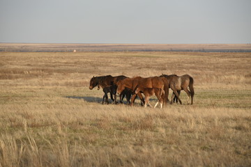 Fototapeta na wymiar group of horses and foal grazing on the field