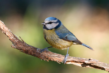 Blue Tit perched on a branch