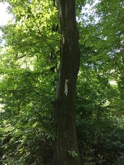 Wanderweg Markierung im Grutholz Wäldchen