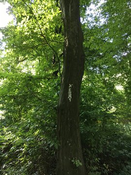 Wanderweg Markierung im Grutholz W&auml;ldchen