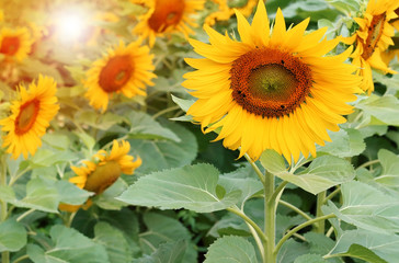 beautiful sunflowers is blooming in the garden, sunflower seeds and sunflower oil useful to skin care and promote cell regeneration.
