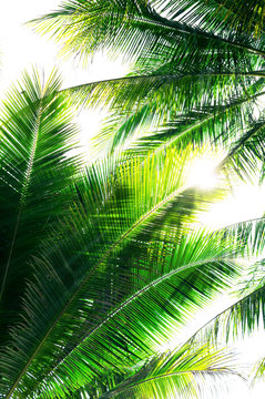 Palm leaves with sushine