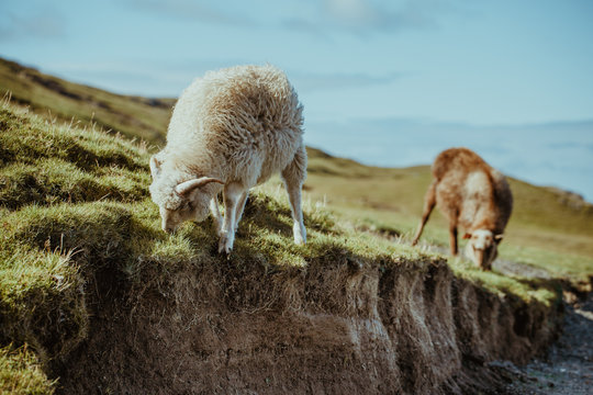 Sheep pasturing in highlands
