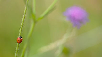 Coccinelle rouge et noire à sept points grimpant le long d'une tige de fleur en été en Savoie. Bête à Bon Dieu dans une prairie d'altitude..