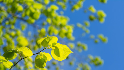 Cheerful summer play of light and shadows. Beautiful yellow lighted birch leaves with blurred blue sky in the background.