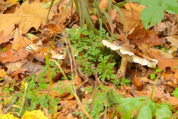 Ein Pilz wächst unter dem herbstlichen Laub hervor