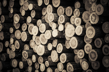 Stockpile of raw forest tree trunks after logging wood. Background from a pile of cut logs with bark in retro style.