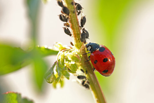 Coccinelle &agrave; sept points rouge et noire montant le long d'une tige de plante pour manger des pucerons.