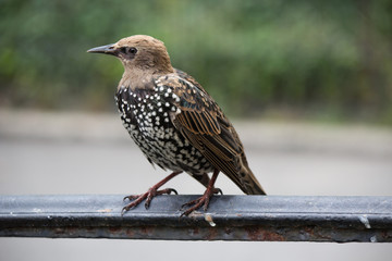 Starling sittin on the fence, close up macro image