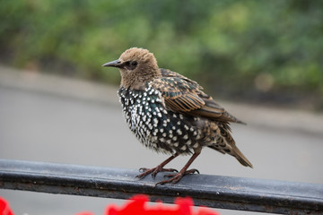 Starling sittin on the fence, close up macro image