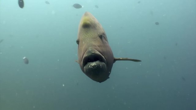 Napoleon fish wrasse underwater natural aquarium of sea and ocean in Maldives. Unique amazing video footage. Abyssal relax diving. Beautiful animals.