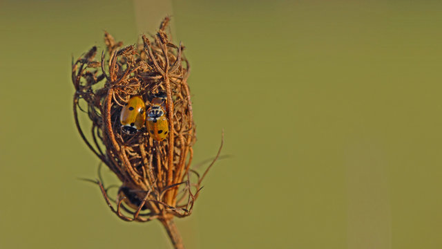 Coccinelles oranges &agrave; points noirs regroup&eacute;es au creux d'une fleur fan&eacute;e pour se prot&eacute;ger pour l'hiver.