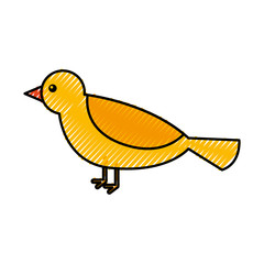 cute bird animal forest wild