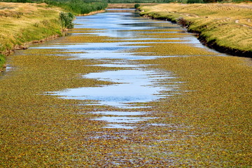 Small river overgrown with algae and water lilies in summer time