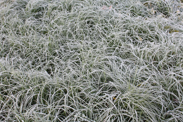 frozen grass