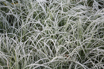 frozen grass