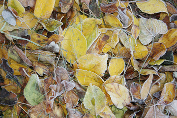 leaves on the grass autumn