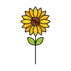 flower petal floral decoration nature