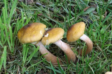 Champignons