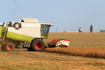 Obraz premium Harvester in the field harvesting millet
