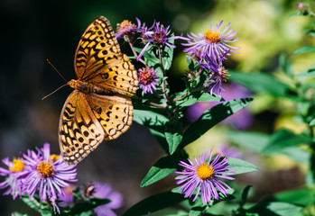 butterfly on purple wildflowers
