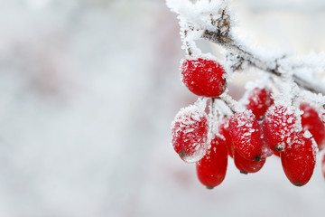 Berberis branch under heavy snow and ice