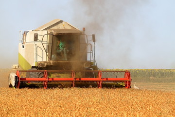 Fototapeta premium Harvester in the field harvesting millet