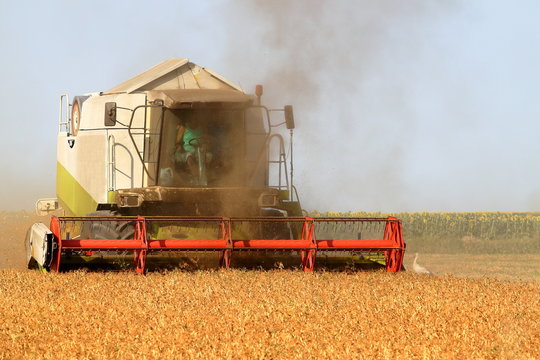 Harvester in the field harvesting millet