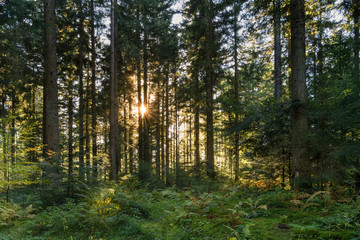 Autumn landscape - Black Forest. In the middle of the Black Forest at sunset.