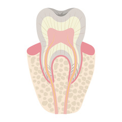 tooth with nerve and root view colorful silhouette