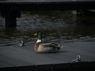 Ente Auf Steg