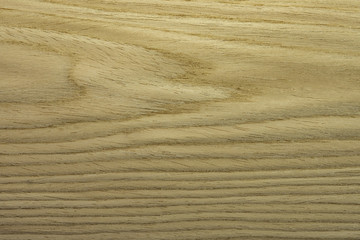 Backdrop or background wooden. Veneer oak tree.