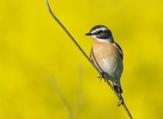 whinchat (Saxicola rubetra) with a field of blurred rapeseed in background