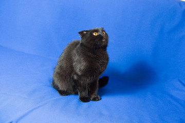 black lop-eared cat on a blue background