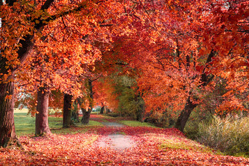 very nice autumn forest