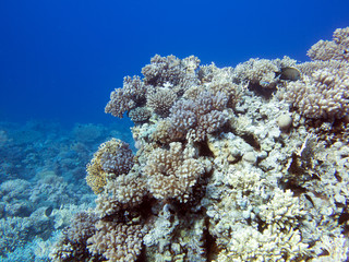 Unterwasser Aufnahmen