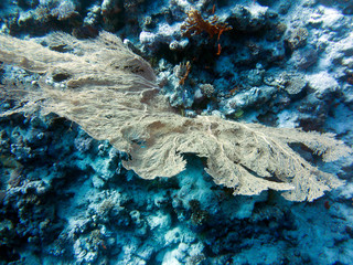 Unterwasser Aufnahmen