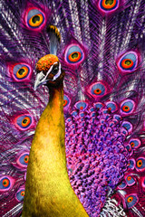 peacock