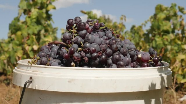 Zooming-out common grape vine in the backet footage - Tasty purple Vitis vinifera fruit after harvest
