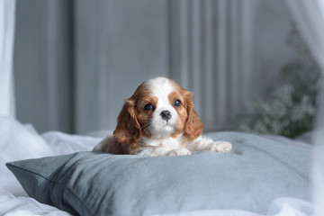 Cavalier King Charles Spaniel