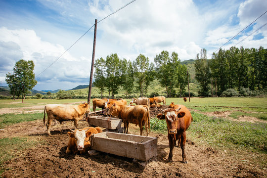 Cattle in Chinese rural