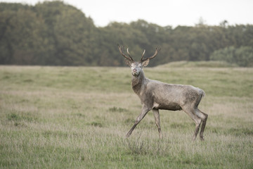 Red Deer (Cervus elaphus) white color, Royal Deer Park, Klampenborg, Copenhagen, Denmark