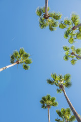 Trunks and crowns of palm trees against the blue clear sky and flying in the sky plane. palms against the blue sky. view up.
