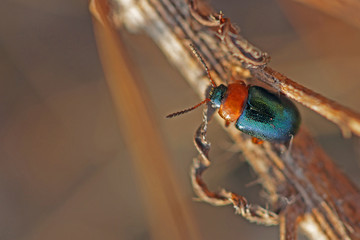 Insecte coléoptère noir et rouge métallisé grimpant le long d'une tige de chardon dans la campagne du Sud de la France.