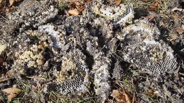 Vespula vulgaris. Destroyed hornet's nest. Drawn on the surface of a honeycomb hornet's nest. Larvae and pupae of wasps.