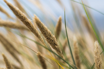 Fototapeta premium Beak peal