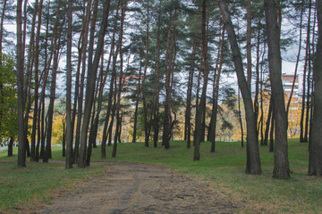 In the autumn among the trees in the recreation park